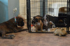 Recon hanging out with his puppies